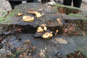 Der hier riecht nach Fenchel
