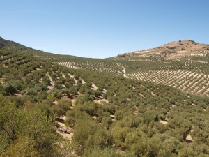 Heute produziert Spanien mit über einem Drittel der weltweiten Jahresproduktion mit Abstand am meisten Olivenöl.