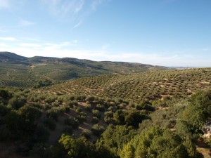 In Andalusien werden 80% des spanischen Olivenöls hergestellt. Die restlichen 20% verteilen sich auf Castilla la Mancha (7%), Extremadura (5%), Cataluña (3,5%) und das übrige Spanien (4,5%).
