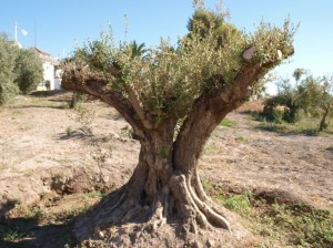 Dieser zirka 60 Jahre alte Baum wurde umgesetzt da er nicht maschinell geerntet werden kann