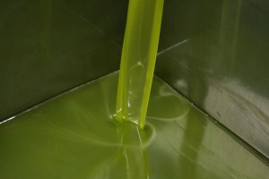 Olivenöl frisch aus der Zentrifuge, noch ungefiltert