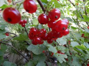 Werden Marmelade: Johannisbeeren