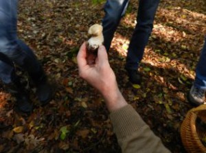 Lecker: junger Steinpilz.