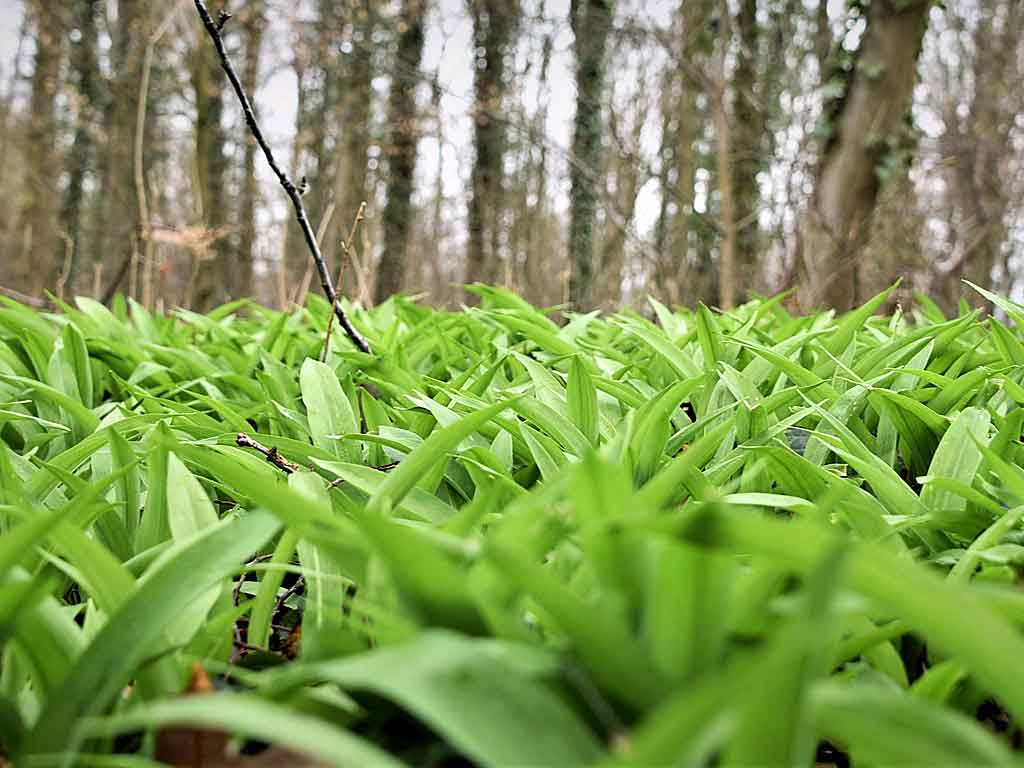 Bärlauch - ein sicheres Indiz für Frühling.