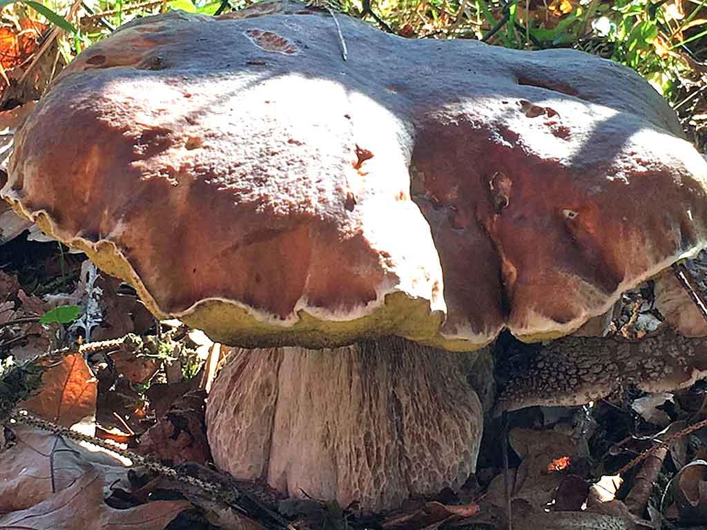 Ein Prachtexemplar von einem Steinpilz.